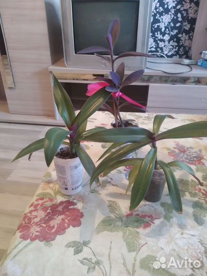 Цветы домашние сеткрезия пурпурная