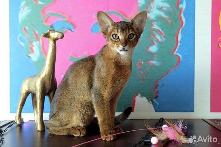 Абиссинский котенок