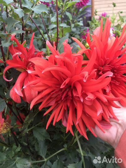 Обмен клубнями георгин