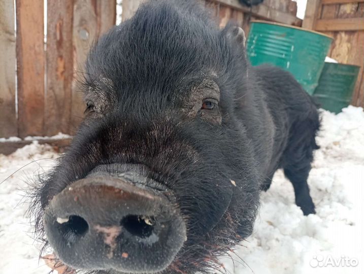 Вьетнамский хряк