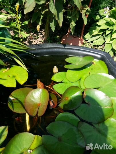 Нимфея (кувшинка)