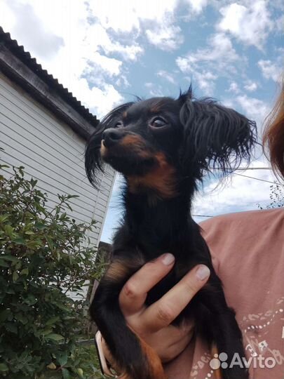 Девочка той