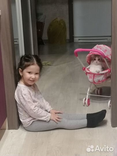 Кошечка в добрые руки