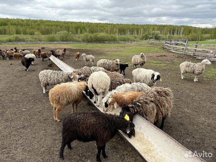 Овцы, бараны