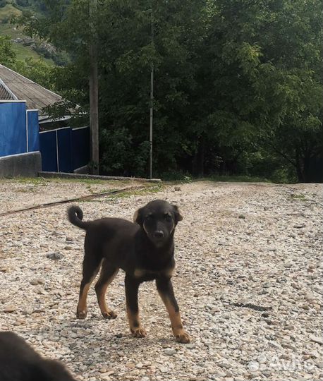 Собака в добрые руки