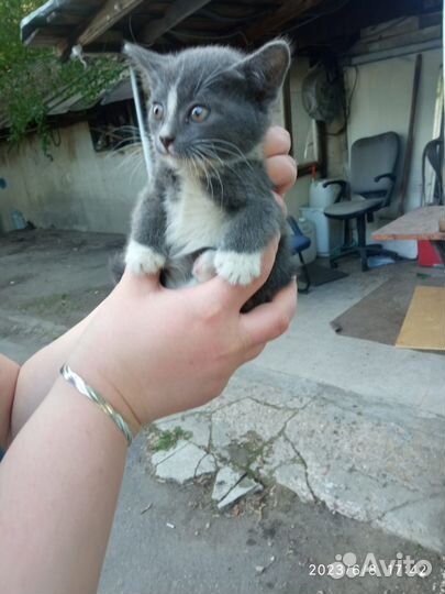 Котята в добрые руки москва