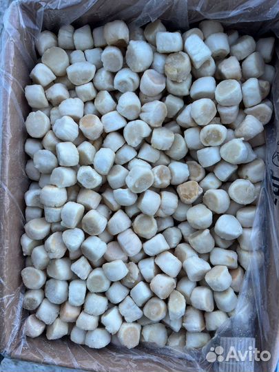 Гребешок курильский