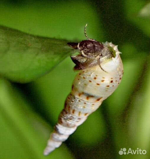 Улитка физа