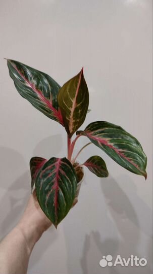 Аглаонемы и филодендроны