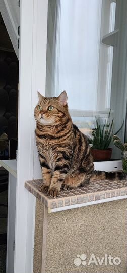Британский кот