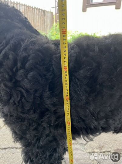 Русский черный терьер Вязка