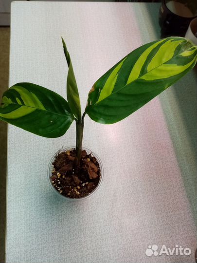 Калатеи и Синги