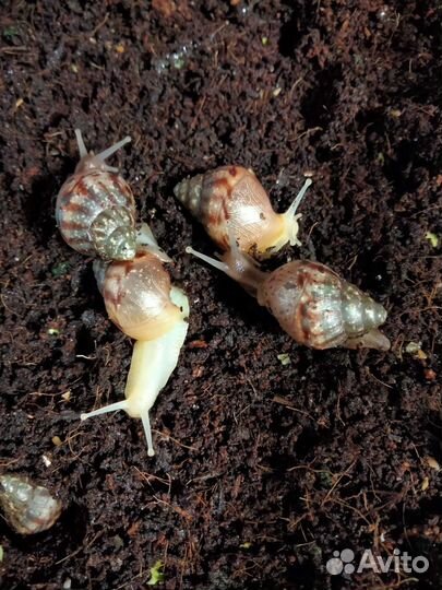 Улитята Ахатины (Улитки )