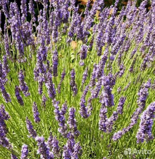 Лавандин синий белый