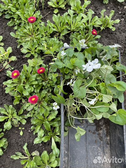 Маргаритки цветы, многолетки