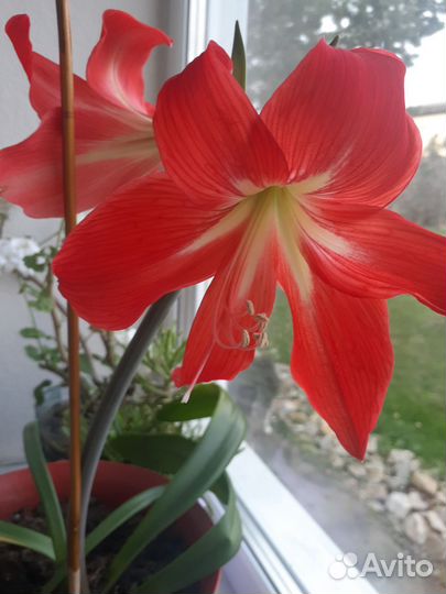 Гиппиаструм