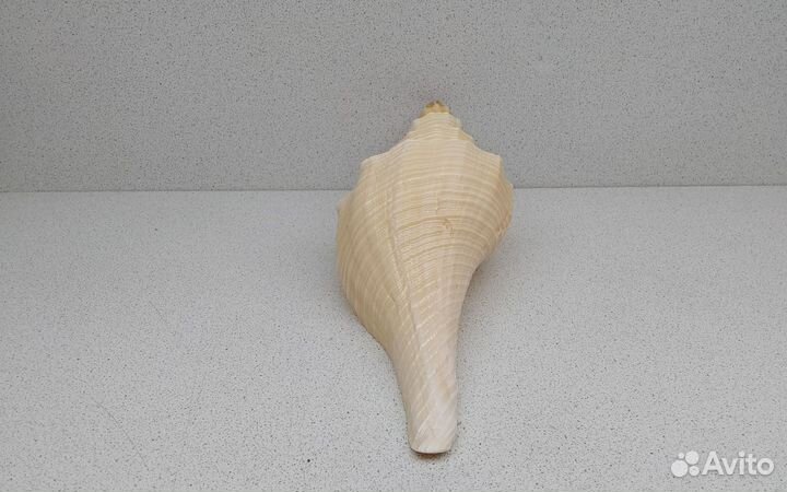 Хемифусус Туба 23,4 морская ракушка раковина