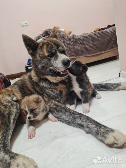 Продам щенков акита ину