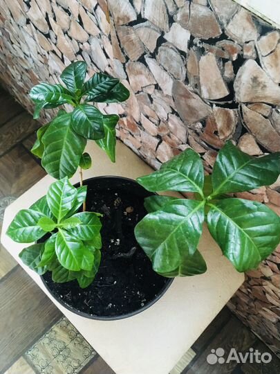 Кофе растение