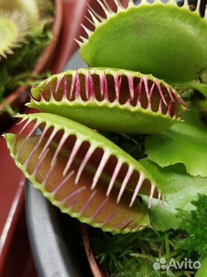 Венерина мухоловка