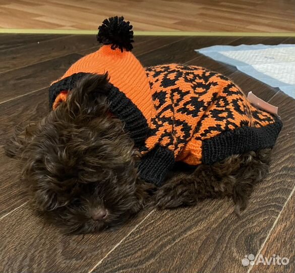 Свитер для собаки