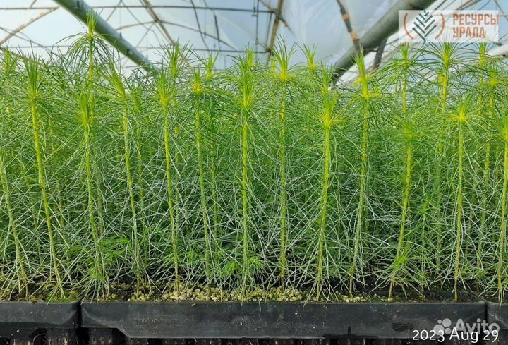 Зкс сосна ель сеянцы Закрытая корневая система