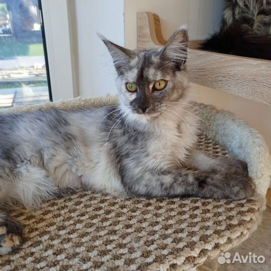 Котята мейн-кун