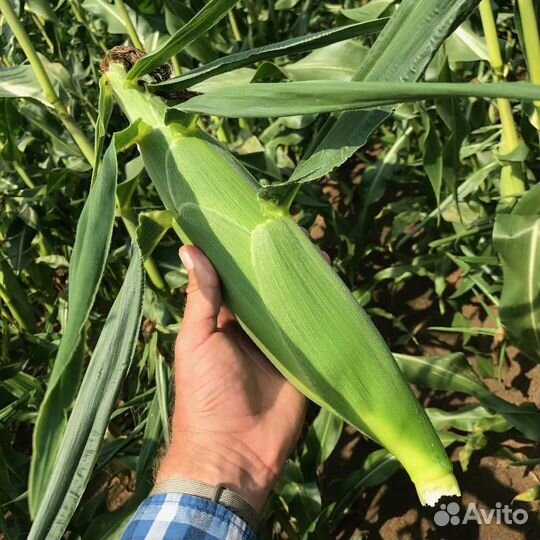Семена Кукурузы 