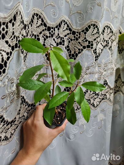 Фикусы сортовые, Голден моник