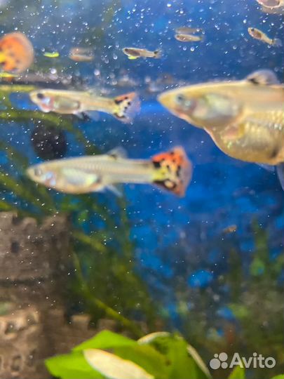 Мальки гуппи