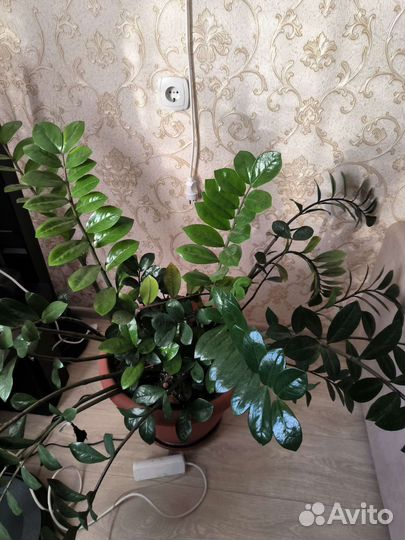 Замиокулькас большой