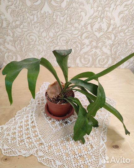 Папоротник платицериум