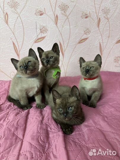 Бурманские котята