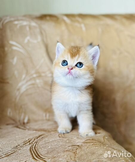 Котенок британская золотая шиншилла