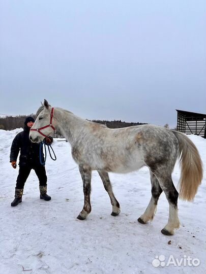 Лошадь рысак орловский
