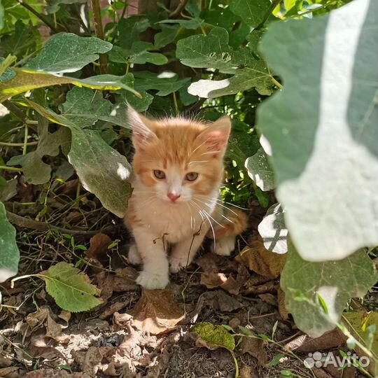 Отдам бесплатно в добрые руки