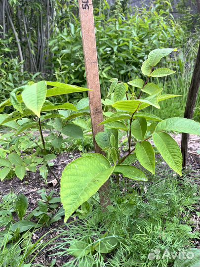 Саженцы ореха маньчжурского