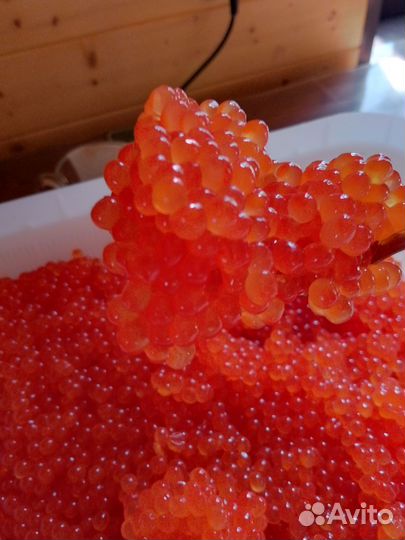 Свежая икра горбуши кеты 2024г