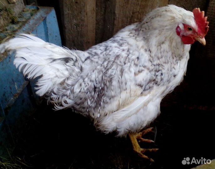 Яйцо инкубационное чешский доминант