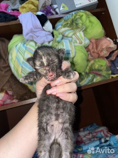 Котята мейн-кун