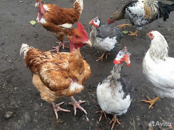 Мясо домашней птицы