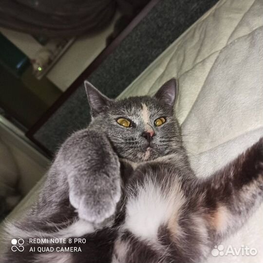 Кошечка София