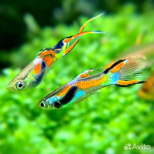 Рыбки гуппи эндлера