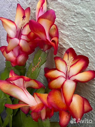 Шлюмбергеры сортовые