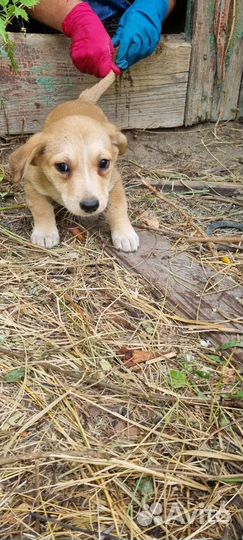 Щенки коротколапики в дар