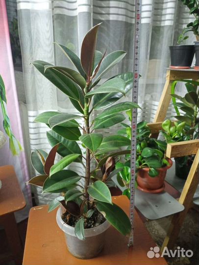 Цветы Фикус Роза Пеперомия