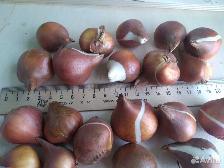 Тюльпаны луковицы