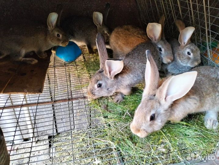 Продам кроликов