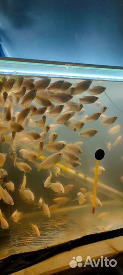 Аквариумные рыбки