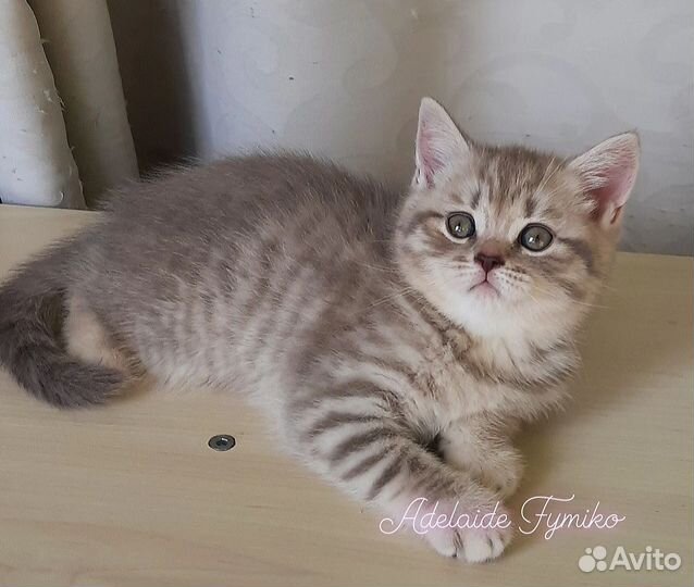Шотландские котята